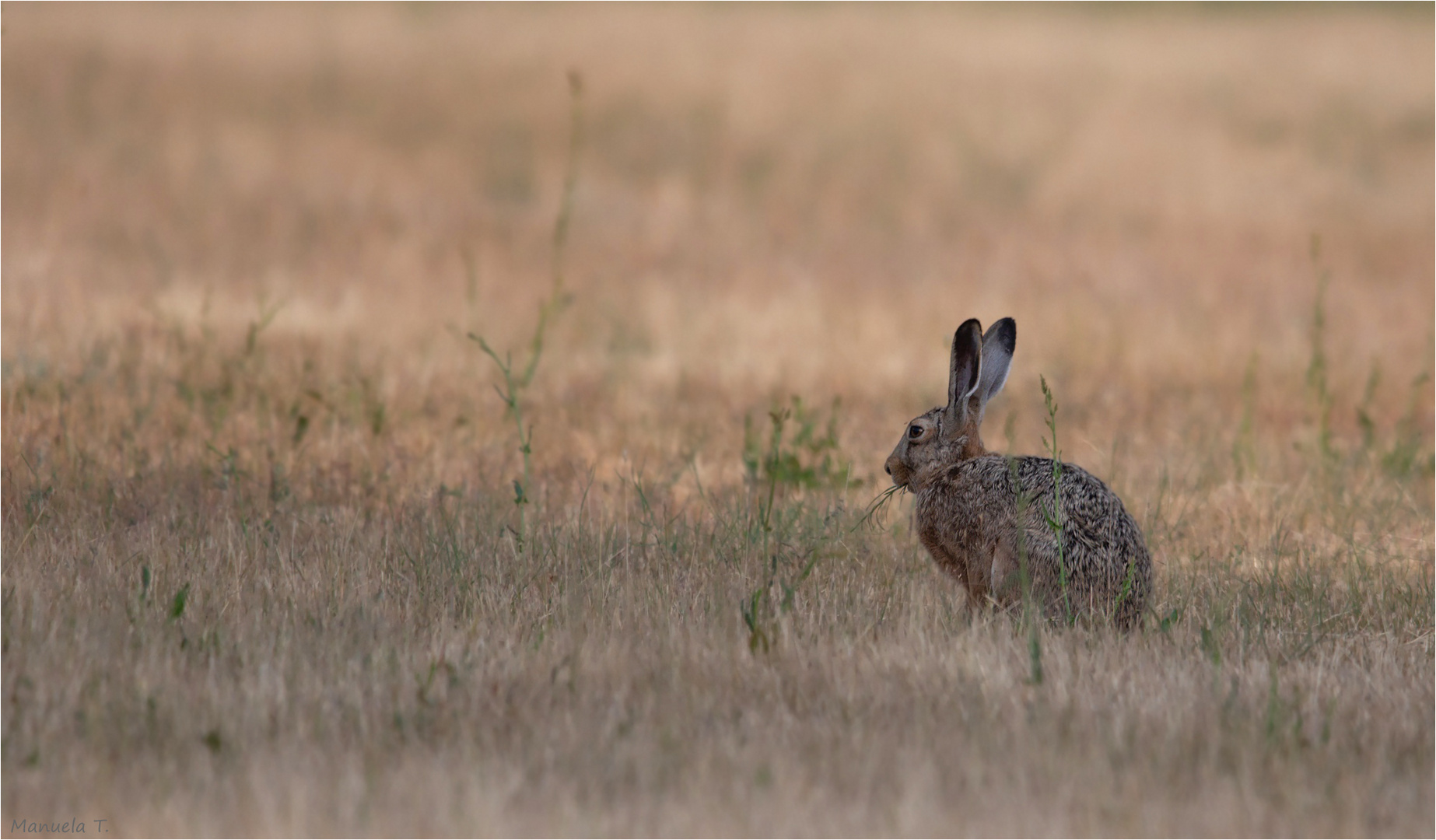 Master Long-Ear from far away