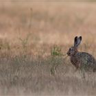 Master Long-Ear from far away