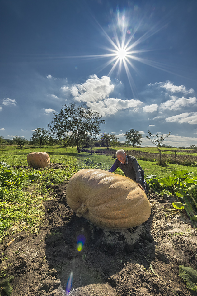 master of pumpkins