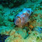 Masters of camouflage: Rundflecken Anglerfish