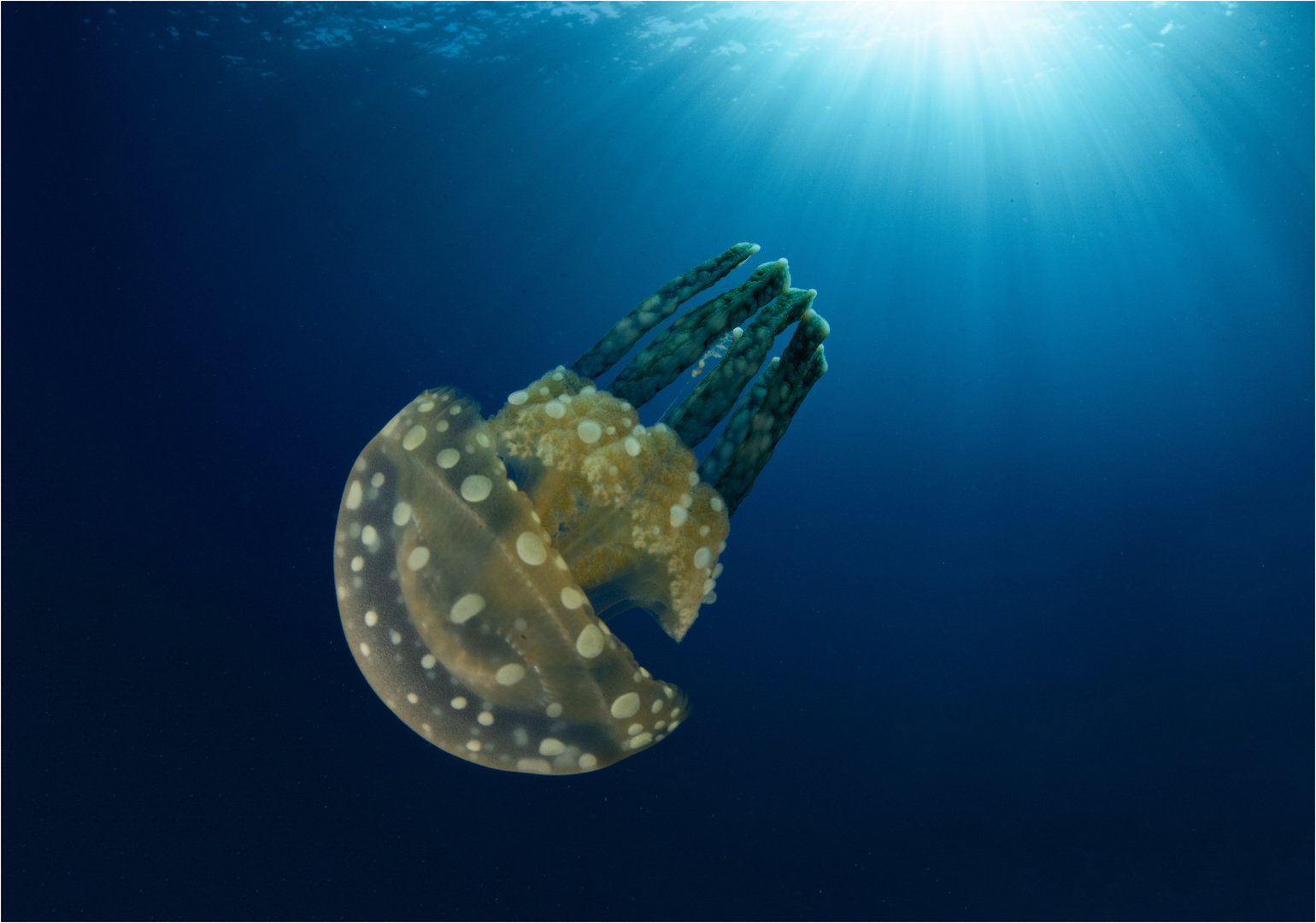 Mastigias papua Foto & Bild fotos, world, natur Bilder auf