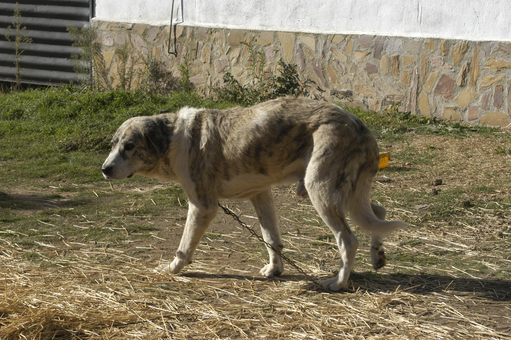 Mastín de Zamora