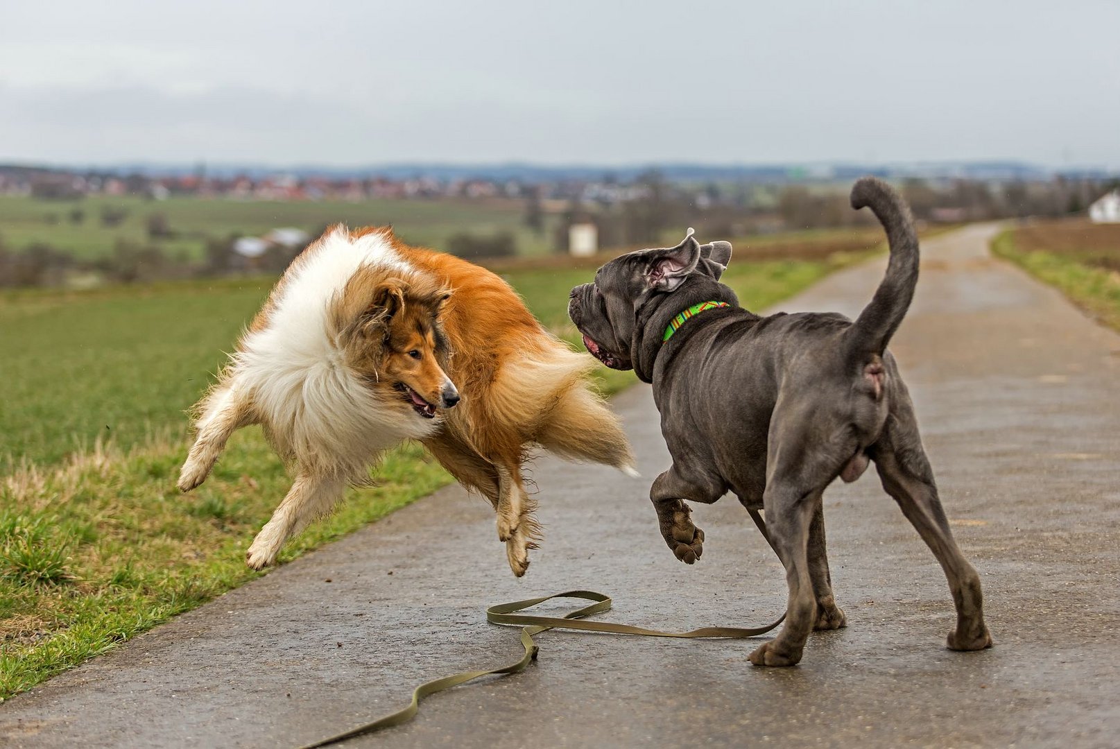 mastino napoletano 2