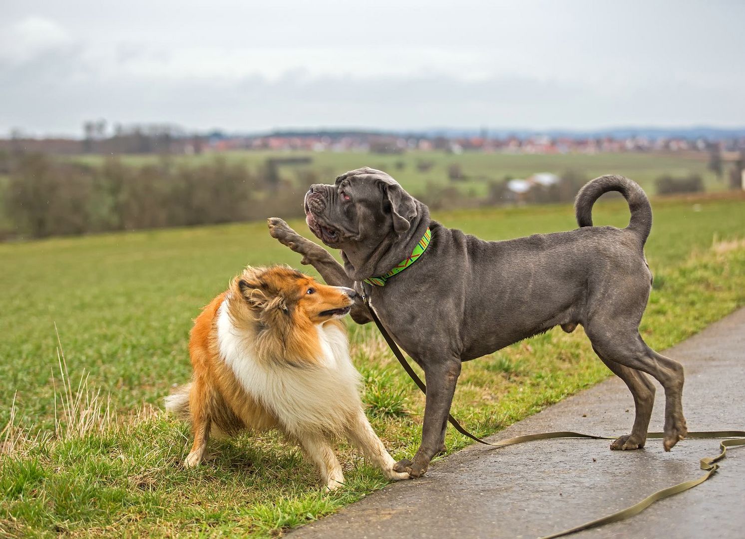 mastino napoletano Foto & Bild tiere, haustiere, natur Bilder auf