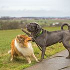 mastino napoletano