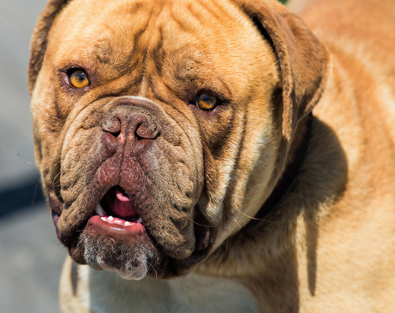 Mastino Napoletano