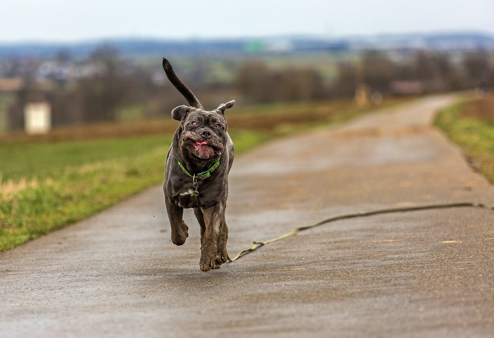 mastino napoletano