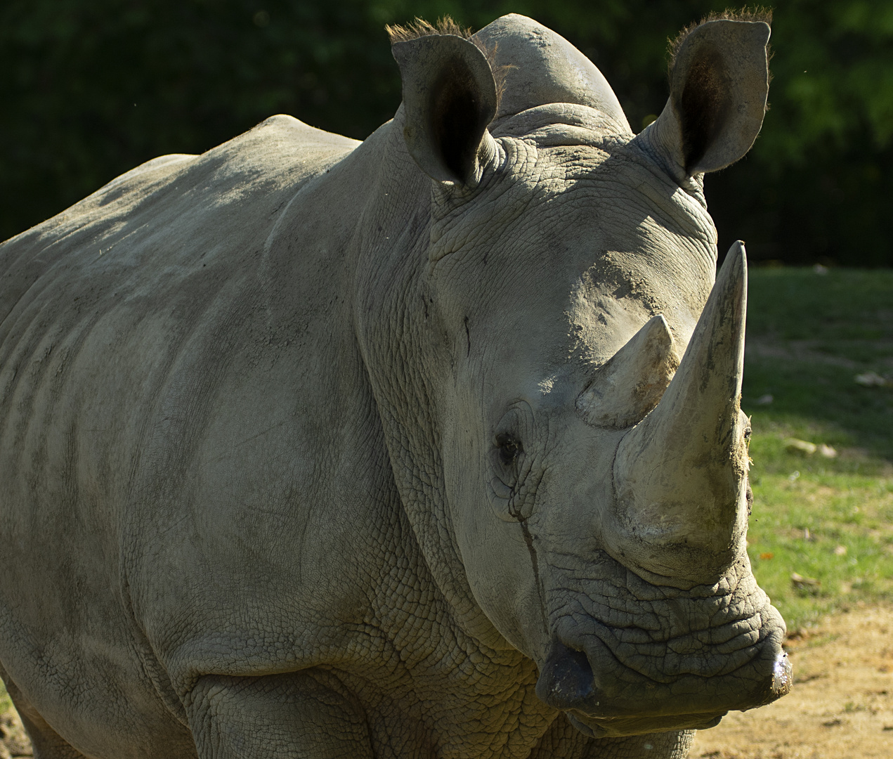 Mastodonte (Ceratotherium simum, rhinocéros blanc)