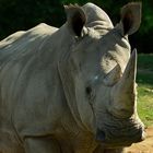 Mastodonte (Ceratotherium simum, rhinocéros blanc)