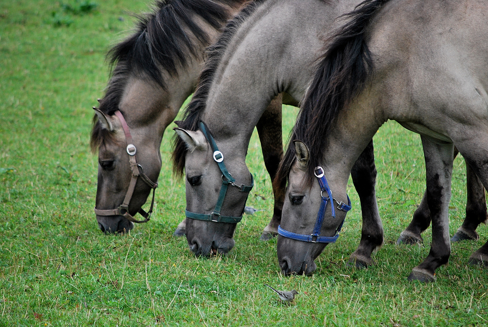 Masuren 2009  Konik-Trio mit Stelze