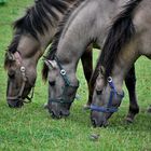 Masuren 2009  Konik-Trio mit Stelze