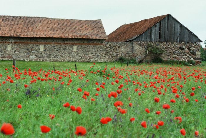 masuren; mohn;