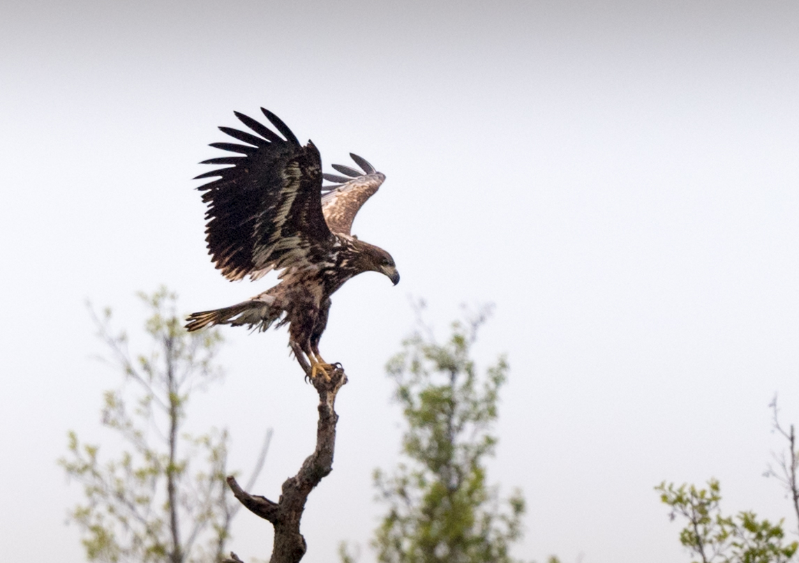  Masuren Seeadler