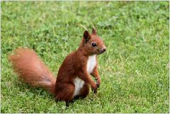 Masurisches Eichhörnchen