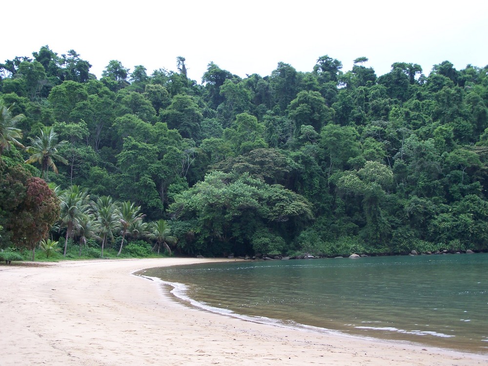 Mata Atlantica - Paraty Brazil