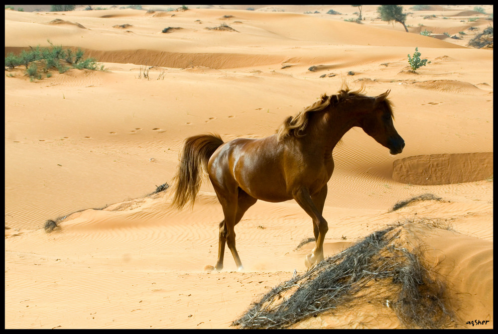 Mata Hari (arabian mare)