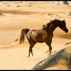 Mata Hari (arabian mare)