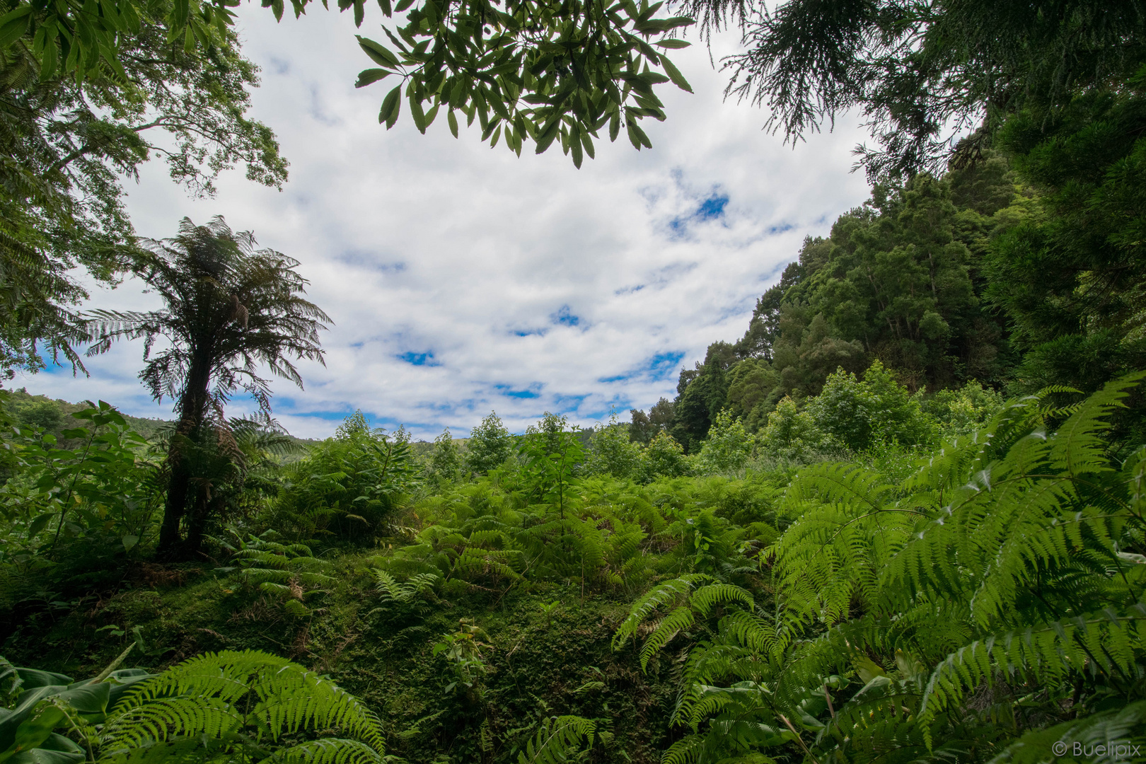 Mata-Jardim José do Canto  - São Miguel - Ilhas dos Açores (© Buelipix)