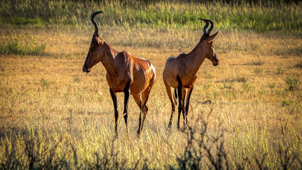Mata Mata Impressionen (35) Foto & Bild world, natur, south africa
