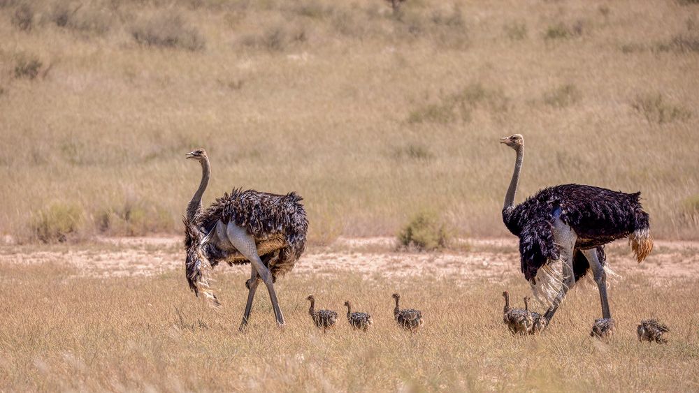 Mata Mata Impressionen (5) Foto & Bild africa, southern africa, south