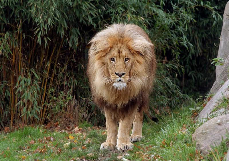 Matadi, der König der Löwensavanne "Makasi Simba"