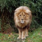 Matadi, der König der Löwensavanne "Makasi Simba"