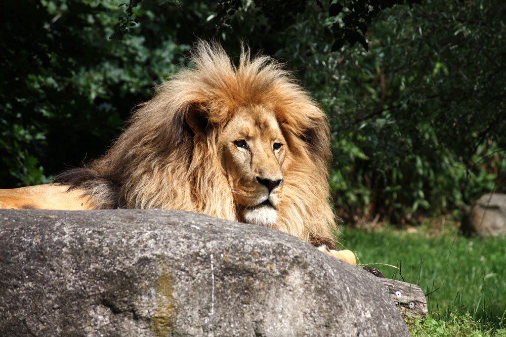 Matadi, der König des Zoo Leipzig