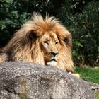 Matadi, der König des Zoo Leipzig