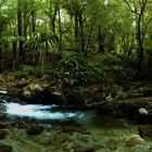 Matai Valley - Dun Mountain III