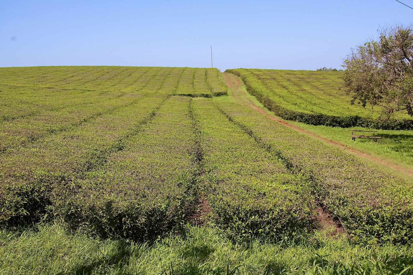 Mate - Plantage