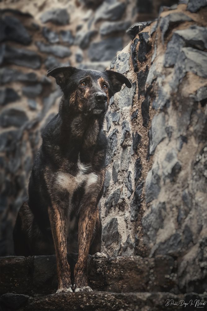 Mateo Foto & Bild tiere, haustiere, hunde Bilder auf