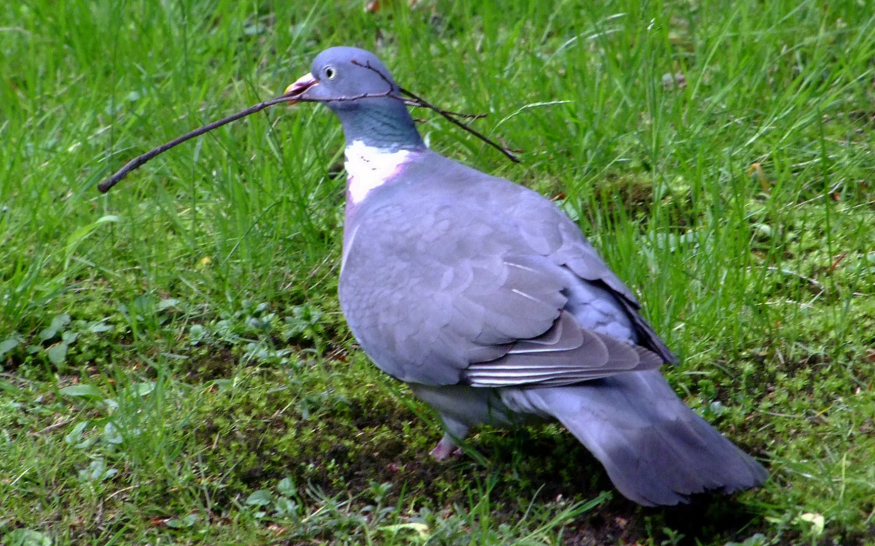 Material besorgen für das Nest