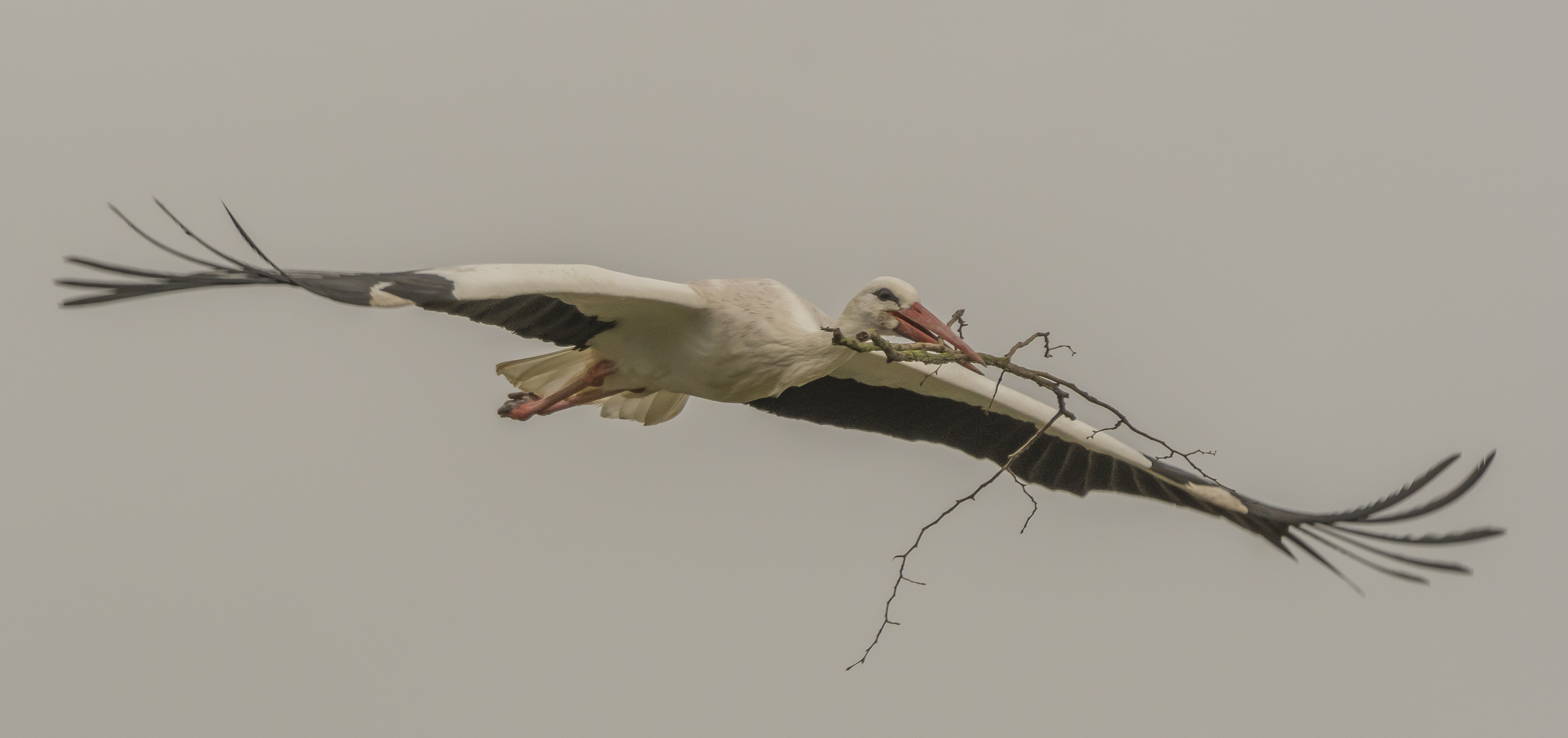 Material fürs Nest