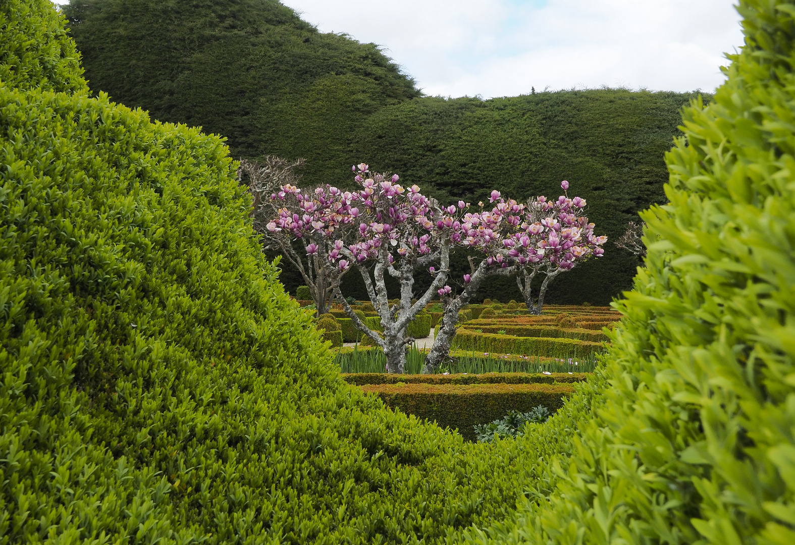 Mateuspalast Garten alter Magnolienbaum