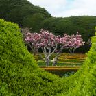 Mateuspalast Garten alter Magnolienbaum