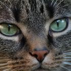 User Profile Photo