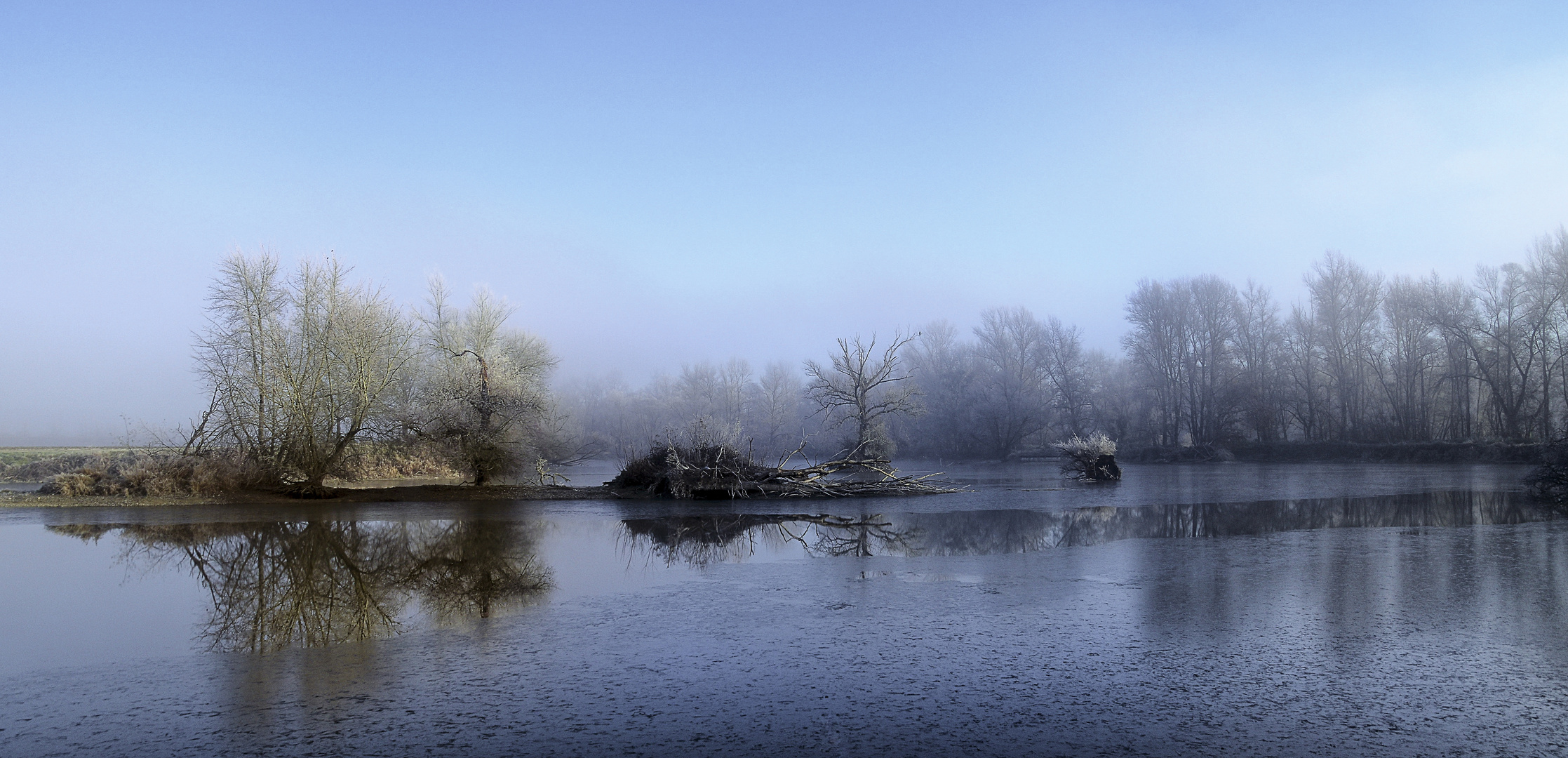 matin bleu (frileux)