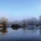 matin bleu (frileux)