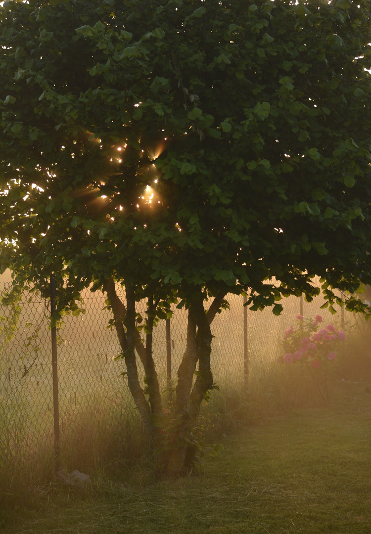 Matin brumeux
