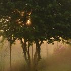 Matin brumeux
