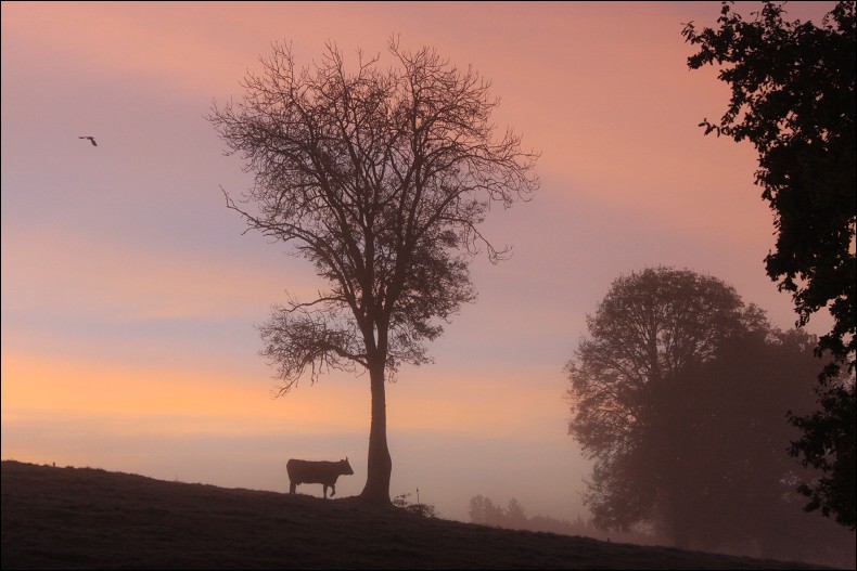 Matin calme