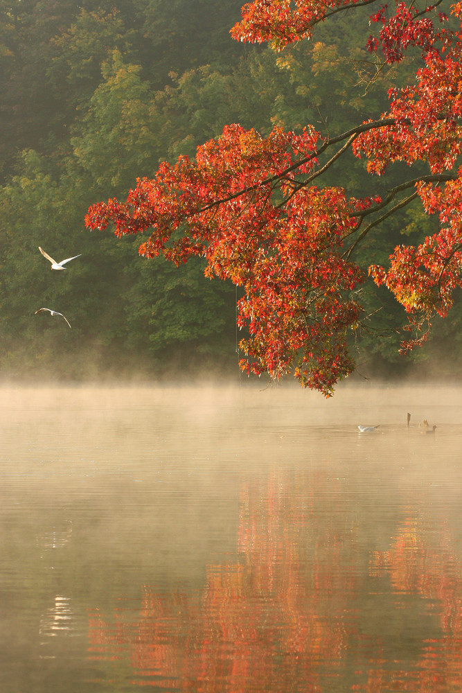 Matin d'automne