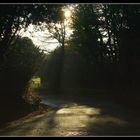 " Matin d'automne au bout de ma rue "