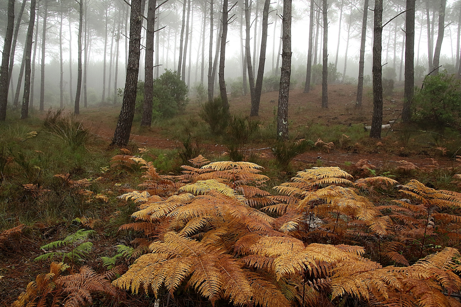 matin d'automne !