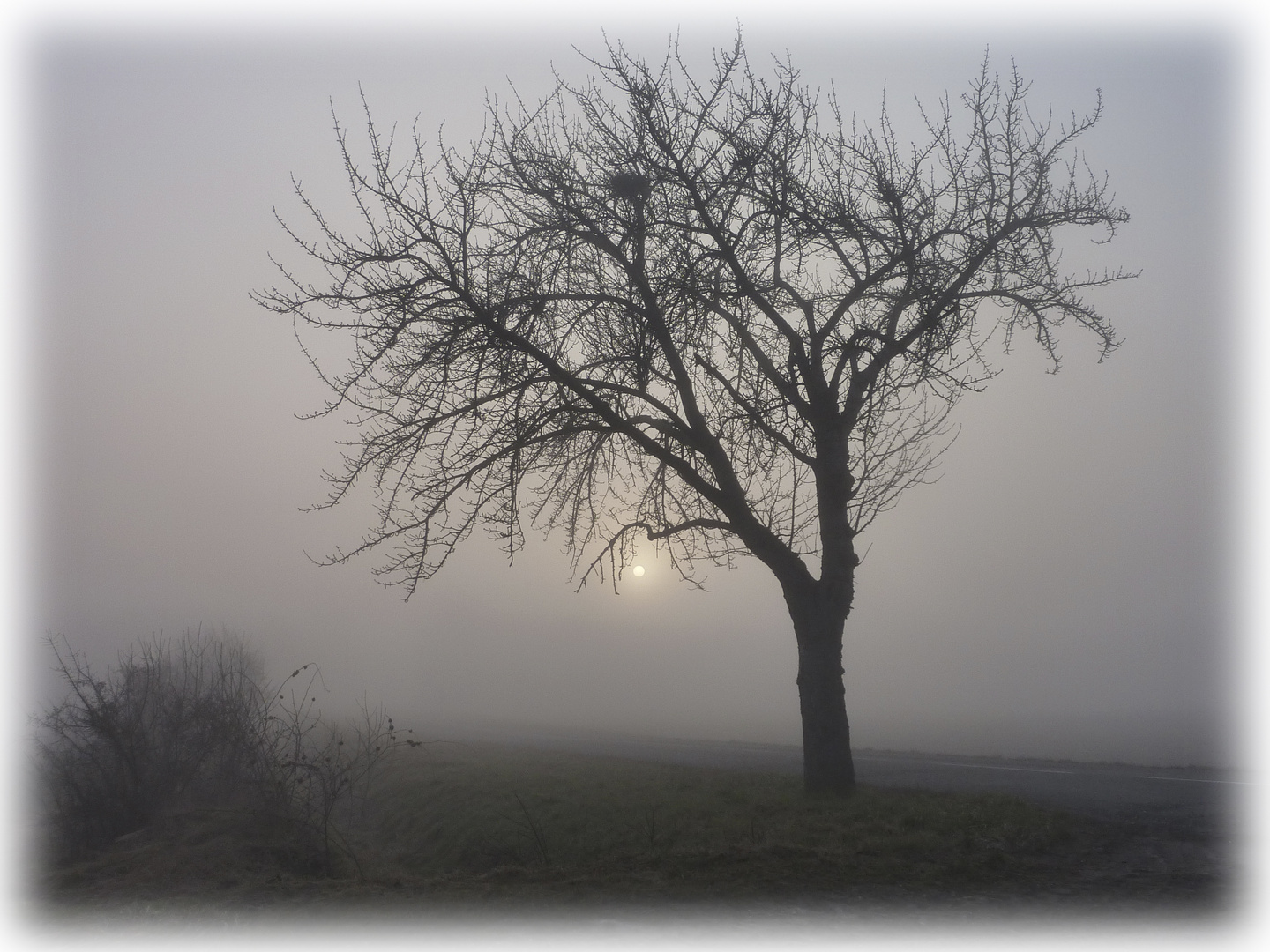 Matin de brume