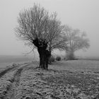 Matin de givre