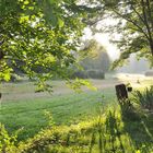 matin d'été en Dordogne