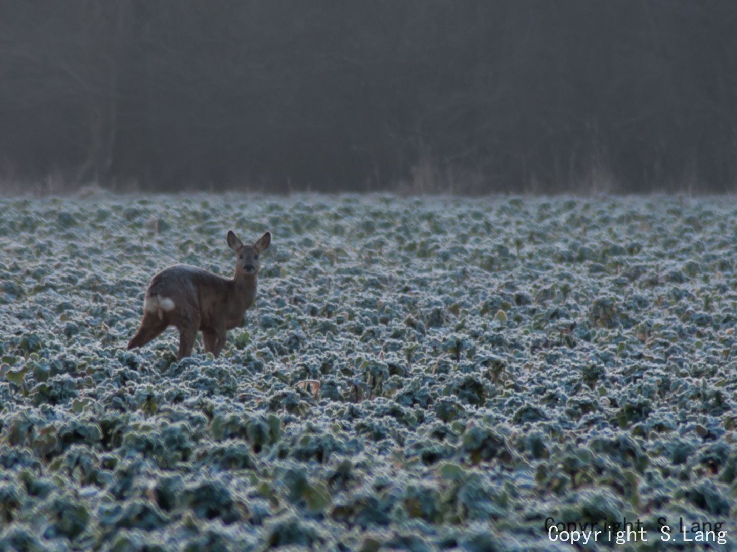 Matin d'hiver