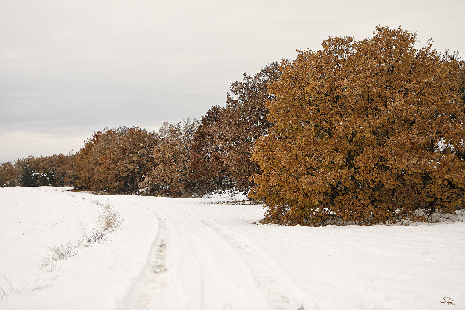 Matin d'hiver sur les roux de l'automne .