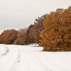 Matin d'hiver sur les roux de l'automne .